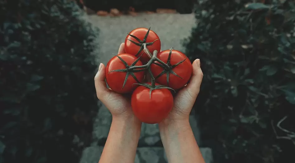 помідори для потенції